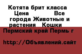 Котята брит класса › Цена ­ 20 000 - Все города Животные и растения » Кошки   . Пермский край,Пермь г.